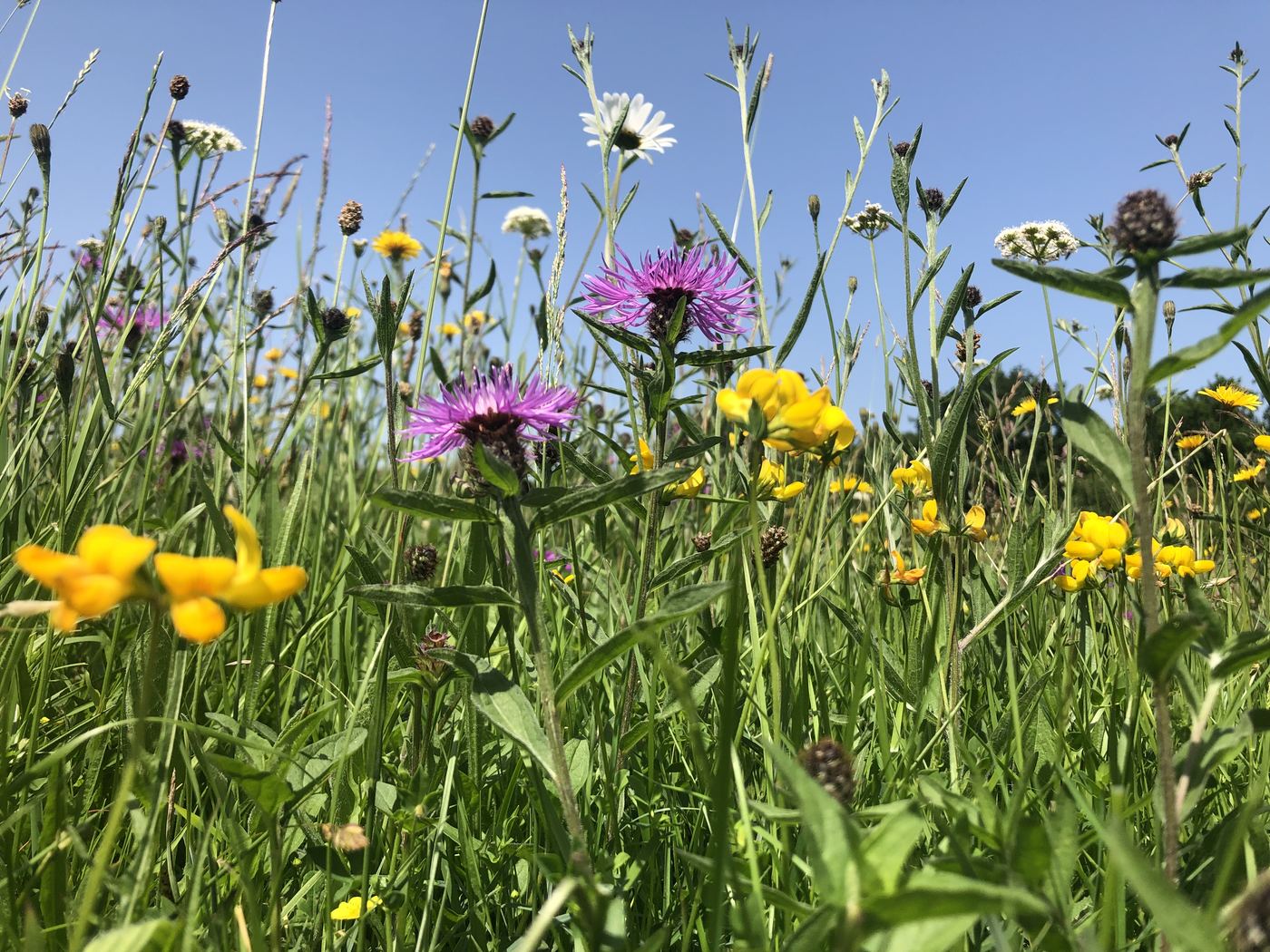 Species-rich wildflower meadow grassland habitat created as part of a biodiversity net gain habitat bank in Devon